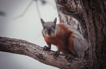 pequeña ardilla comiendo una nuez en un arbol