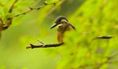 Common Kingfisher Perching