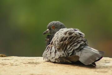bird of prey