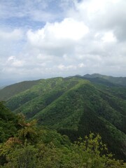 Naklejka premium Azalea & Forest on Arayama Akagi Gunma Japan