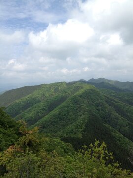 Azalea & Forest on Arayama Akagi Gunma Japan