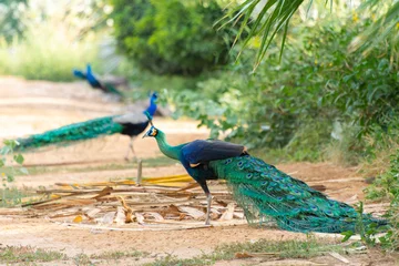 Möbelaufkleber peacock © Naushad