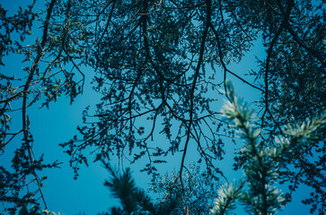 branches of a tree