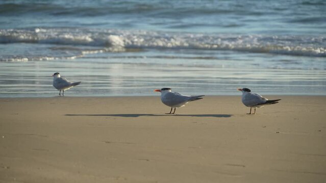 terns on shoreline