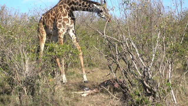 A mother giraffe protecting her dead baby from hyenas.
