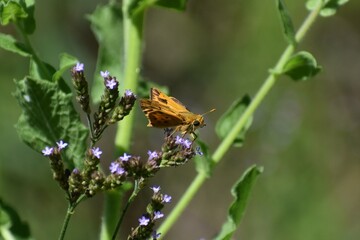 moth on a flower