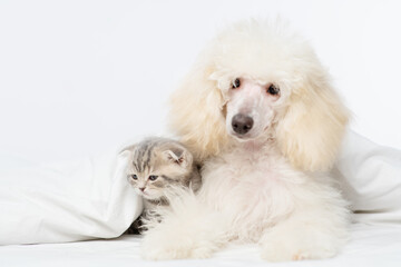 White fluffy poodle lying next to a tabby kitten under a blanket on the bed.