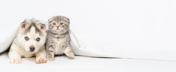 A husky puppy with blue eyes lying under a blanket on a bed next to a tabby kitten of a Scottish breed. Puppy and kitten lying together under white blanket stretched panoramic image for banner © Ermolaeva Olga