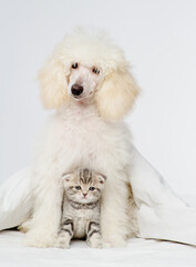 White fluffy poodle sitting in front of a tabby kitten under a blanket on the bed.