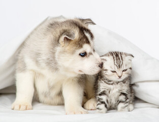 Husky puppy with blue eyes lying under the covers on the bed and sniffing a serious tabby kitten of the Scottish breed. Puppy and kitten lying together under a white blanket
