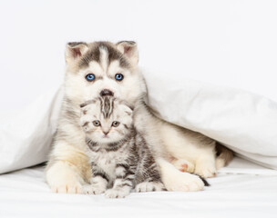 Husky puppy with blue eyes lying under the covers on the bed and hugging a serious tabby kitten of...