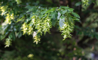 the hanging green flowers of a common hornbeam