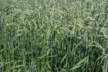 green ears of spelt in morning sunlight
