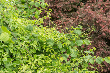 the twigs of a hazel bush grown with clematis