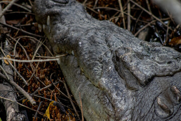 cocodrilario, la manzanilla de el mar, jalisco mexico	