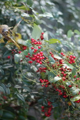 11月に咲くきれいな赤い実をつけた植物
