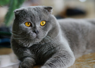 close up of a cat. Portrait of grey cat with yellow eyes. British breed 