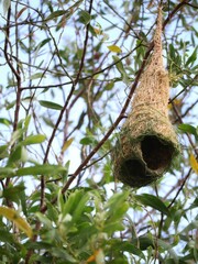 weaver nest on tree