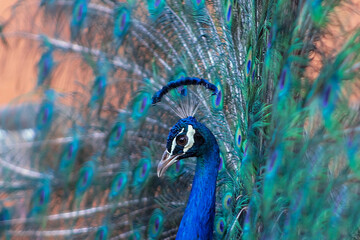 Close up view of The African peacock  a large and brightly coloured bird. Portrait of beautiful peacock with feathers out.