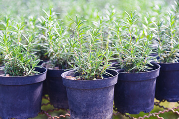 rosemary plant in pot in the natural herb farm nursery plant garden, little fresh rosemary herb is growing in a flower pot indoors