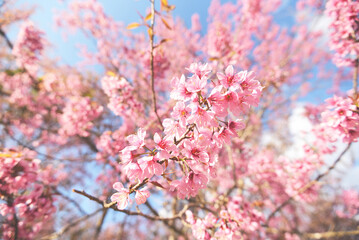 Wild Himalayan Cherry Blossom on tree, beautiful pink sakura flower at winter landscape tree with blue sky