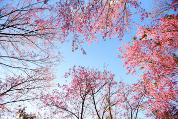 Wild Himalayan Cherry Blossom, beautiful pink sakura flower at winter landscape tree view from bottom up with blue sky