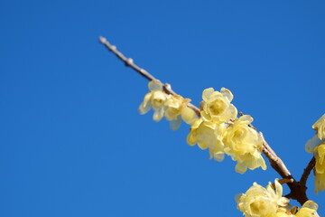 ロウバイの花びらと青空