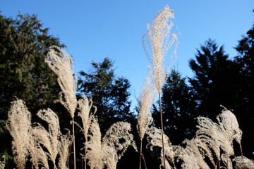 冬の青空とススキと森林