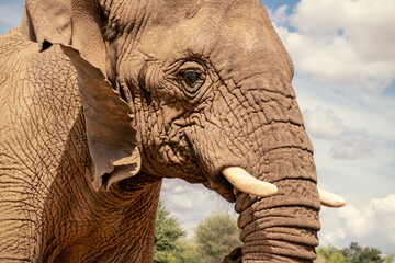 Close up of the African Bush Elephant in the grassland on a sunny day.