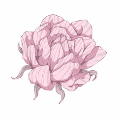 Single pink rose. Flower head isolated on white background. Hand drawn floral illustration. Botanical vector art in cartoon style.