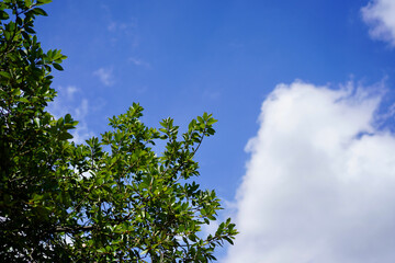 Obraz premium 青空と雲