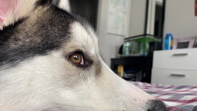 Siberian Husky Eyes Wandering Around