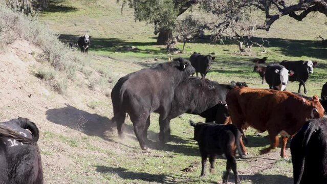 Cows reproducing in a field