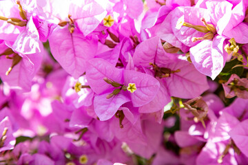 pink flowers in the garden Bougainvillea