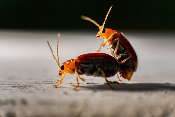 state potato beetle