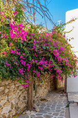 Traditional Cycladitic alley with narrow street, with arches  and a blooming bougainvillea in Naousa  Paros island, Greece.