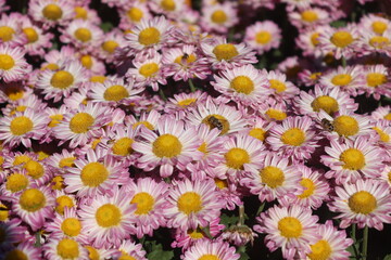 pink daisy flower and bee in fall