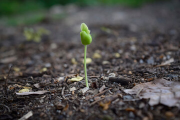 Green sprout growing in soil with outdoor sunlight and blur background. Growing and environment concept.