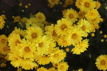 daisy flower in fall