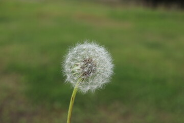 dandelion in fall
