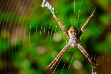 spider on the web