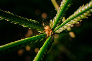 dragonfly on a leaf