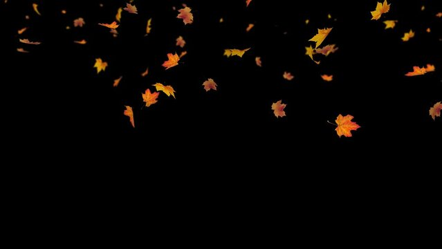 Maple Leaf falls animation. Autumn maple leaves fall in the background. Falling autumn maple leaves realistic.3D rendering. Element footage on black background. Fall loop Animation.Easy to use and cha