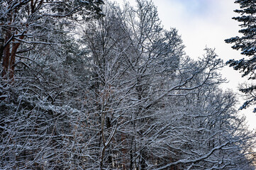 White snow on a bare tree branches on a frosty winter day, close up. Selective botanical background