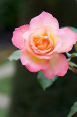 Flower Rose in close view in a garden 