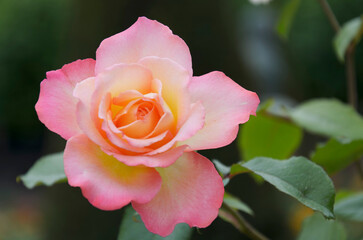 Flower Rose in close view in a garden 