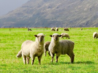 sheep in the field in the South island of New Zealand