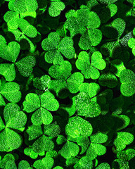 Background with green clover leaves for Saint Patrick's day. Backdrop for design with a shamrock...