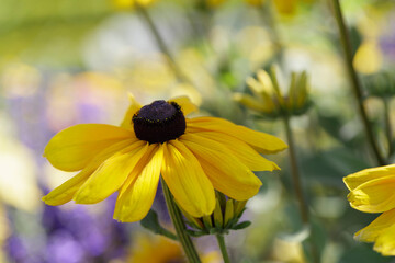 Decorative flower of genus Rudbeckia in a garden