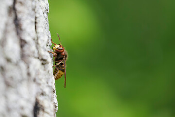 European Hornet Vespa crabro feeding on sap in a forest